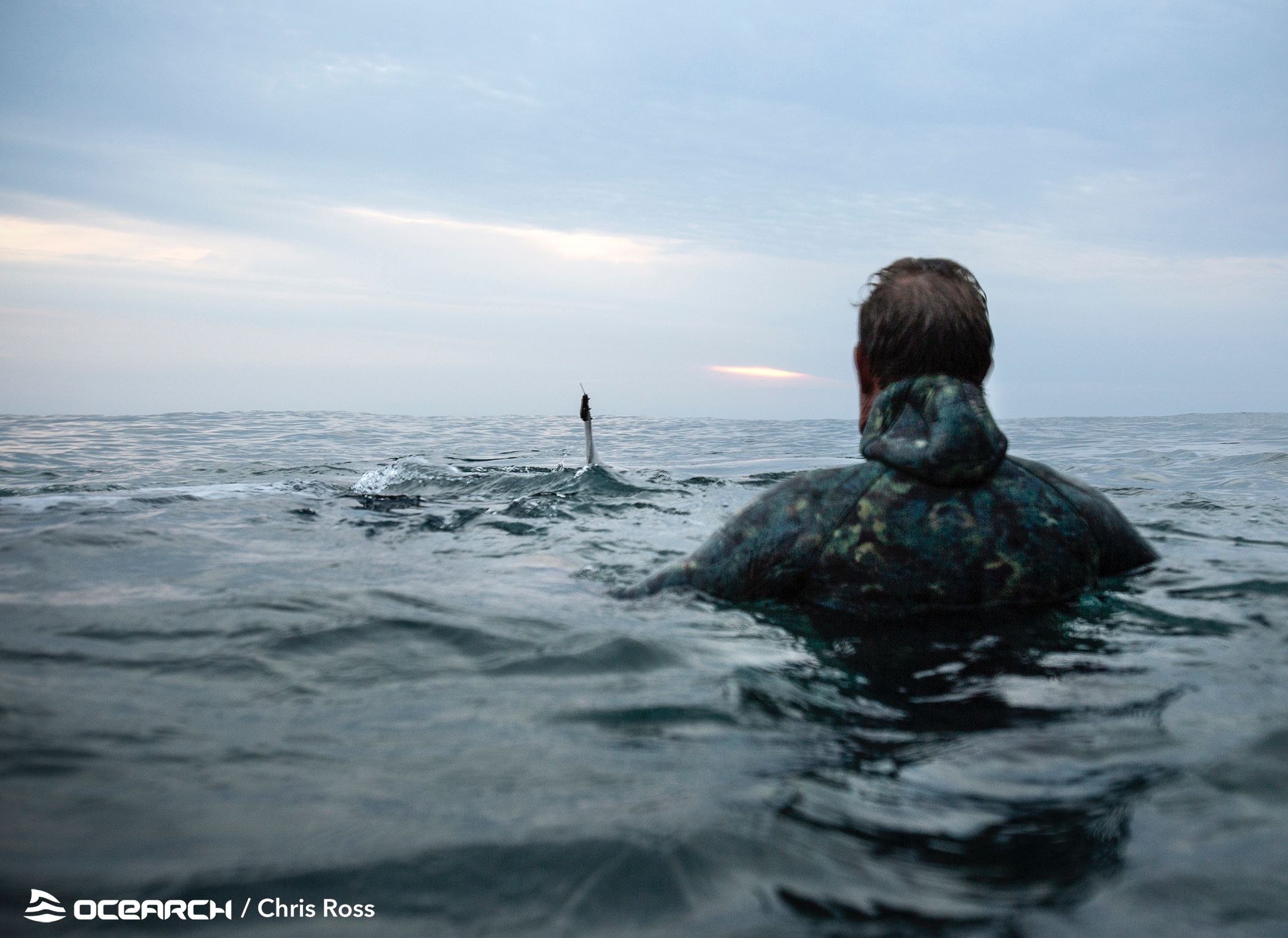 Great white sharks in Ireland? International team plots September search